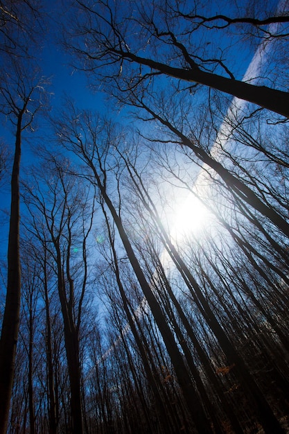 Árboles desnudos en el bosque de otoño, una vista desde abajo hacia arriba