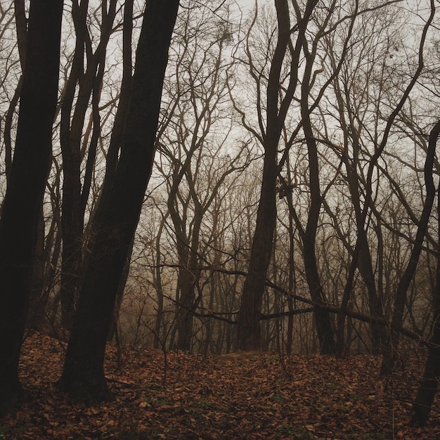 Árboles desnudos en el bosque