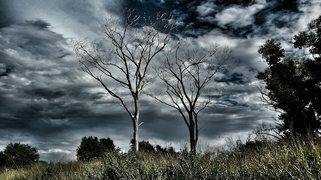 Árboles desnudos en el campo contra el cielo nublado