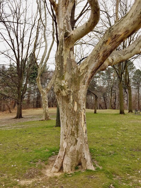 Árboles desnudos en el campo de hierba