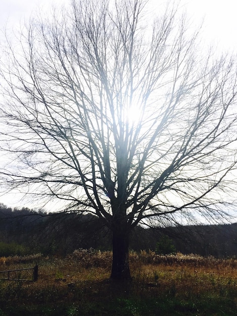 Árboles desnudos en el campo