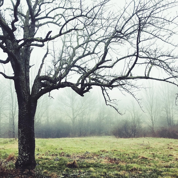 Árboles desnudos en el campo