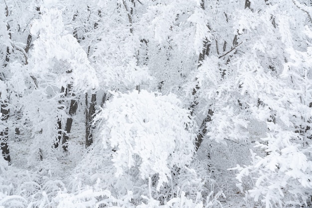 Árboles desnudos congelados cubiertos de escarcha, escena de invierno