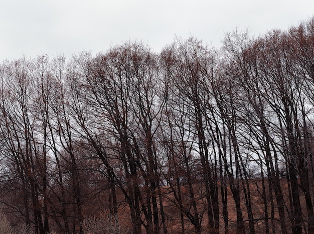 Árboles desnudos doblados afectados por el fondo del viento