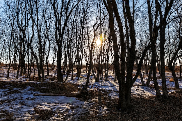 Árboles desnudos en invierno iluminados por la luz del sol