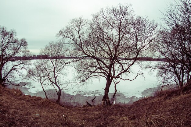 Árboles desnudos en la orilla del lago durante el invierno