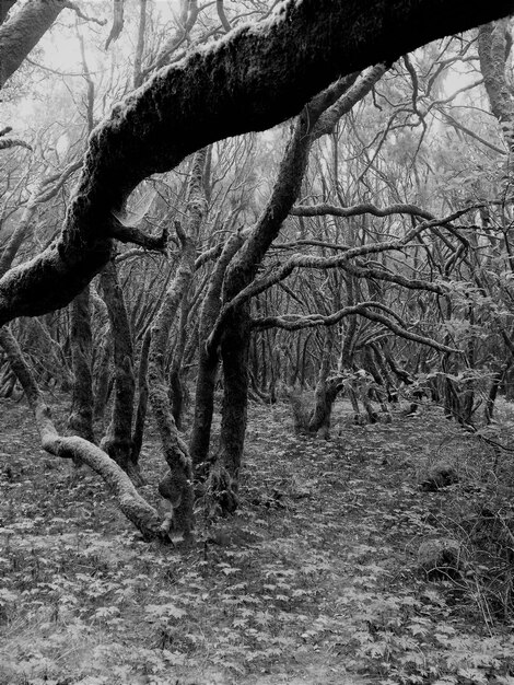 Árboles desnudos en el paisaje