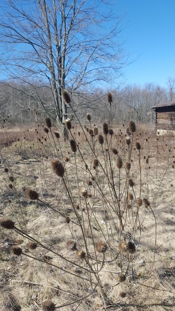 Árboles desnudos en el paisaje