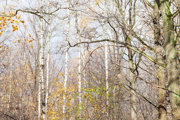 Árboles desnudos en el parque de la ciudad a finales de otoño