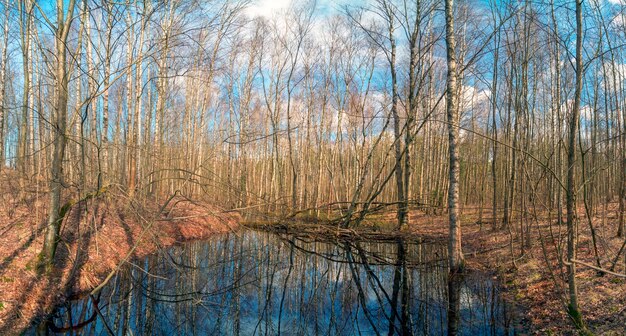 Árboles desnudos a principios de la primavera. Vsevolozhsk. Región de Leningrado. Panorama.