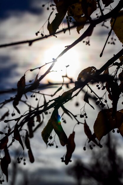 Árboles desnudos durante la puesta de sol después de la caída de la hoja