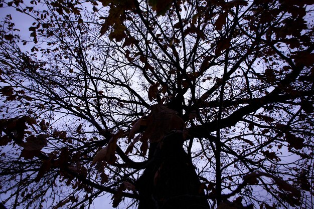 Árboles desnudos durante la puesta de sol después de la caída de hojas