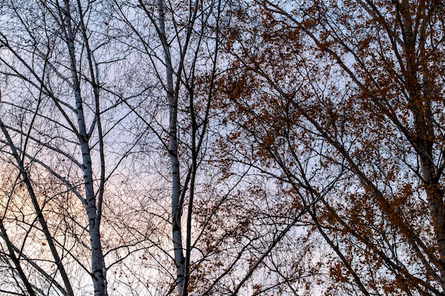 Árboles desnudos durante la puesta de sol después de la caída de hojas
