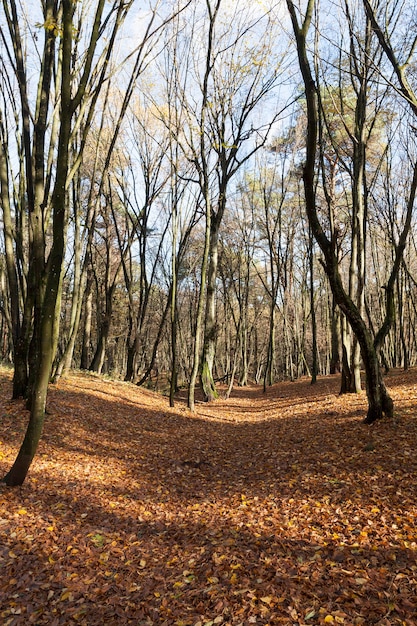 Árboles desnudos que crecen en el parque de otoño a finales de otoño, camino nublado y brumoso, árboles de hoja caduca desnudos, camping