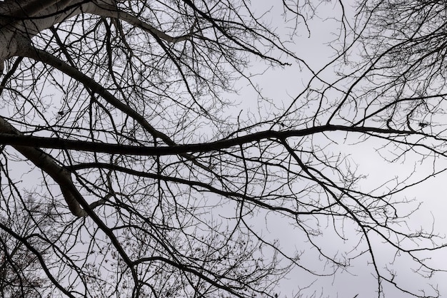 Árboles desnudos en la temporada de otoño