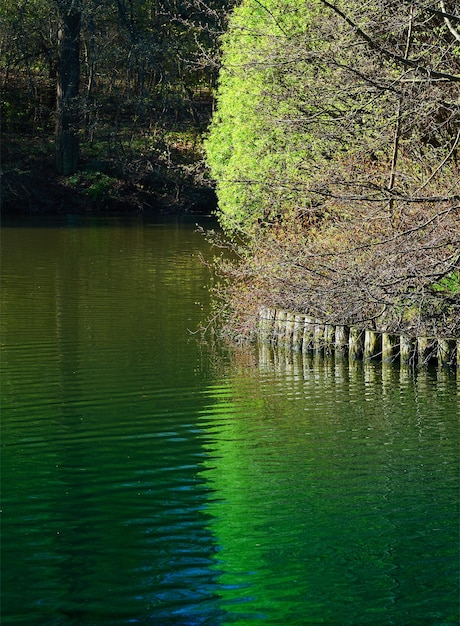 Árboles dramáticos reflejos de agua en el paisaje del parque río telón de fondo