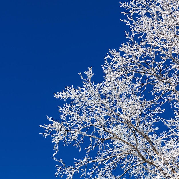 Árboles con escarcha en el fondo del cielo azul puro