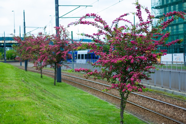 Árboles de espino en flor en la ciudad en verano