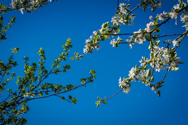 Árboles en flor blanca suave sobre el cielo azul claro