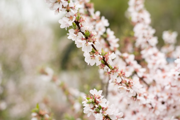 Árboles del flor de cereza, fondo del tiempo de la naturaleza. Sakura blanco rosa flores