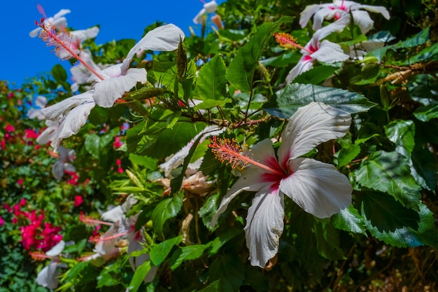 Árboles en flor en la isla de Corfú, Grecia