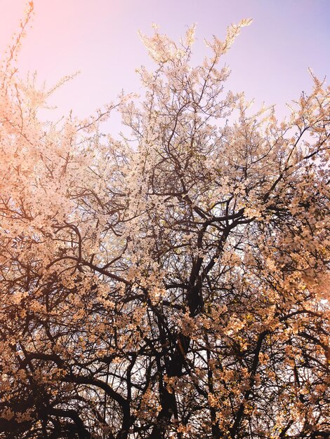 Árboles en flor en la pradera de primavera