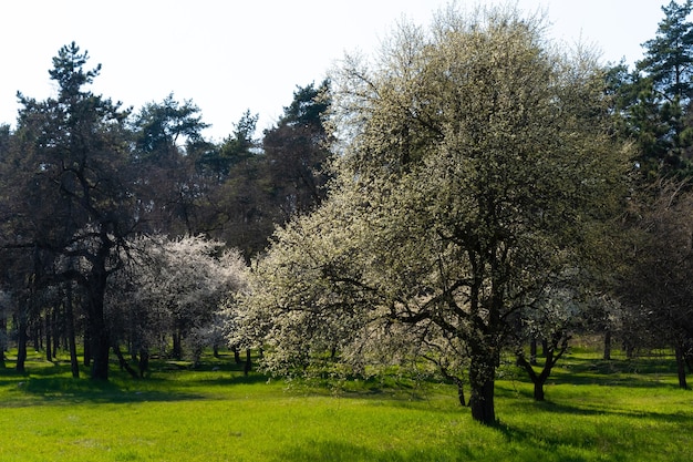 Árboles en flor en el prado