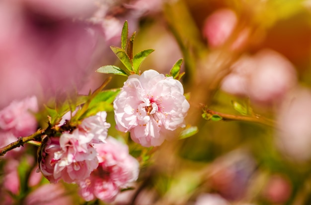 Árboles en flor de primavera, flores rosadas en el primer plano de las ramas