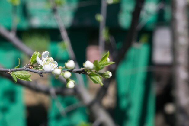 Árboles en flor de primavera