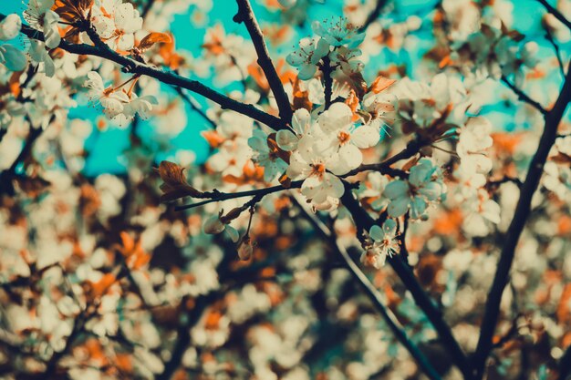 Árboles florecientes blancos de primavera retro