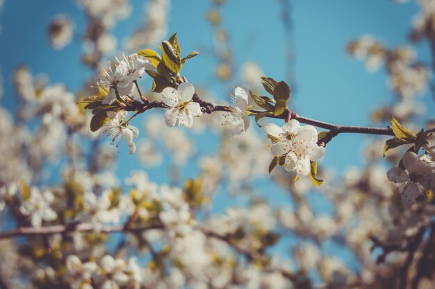 Árboles florecientes blancos de primavera retro