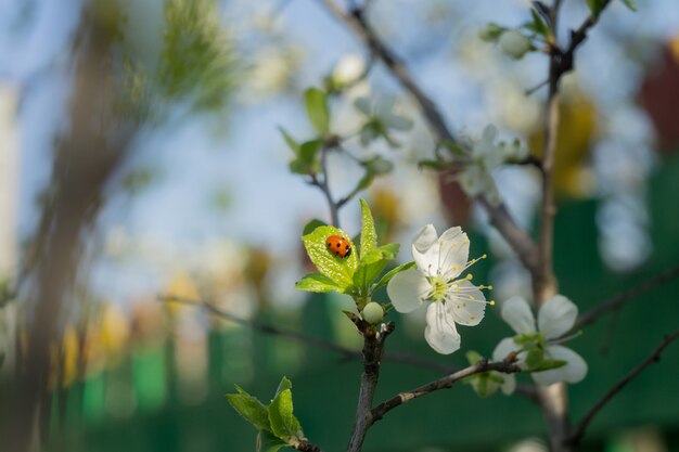 Árboles florecientes blancos de primavera