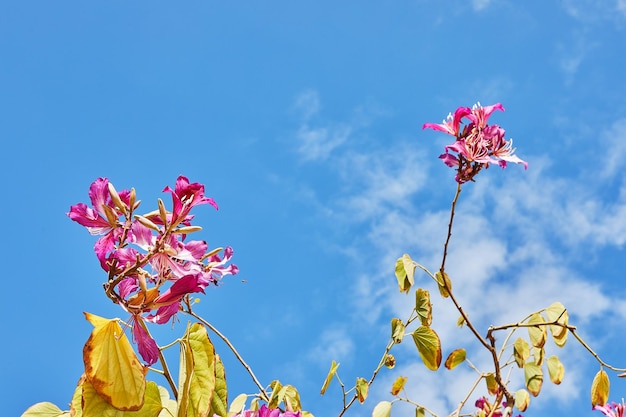 Árboles florecientes contra el cielo azul con nubes primavera