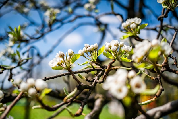 Árboles florecientes en el jardín a principios de primavera