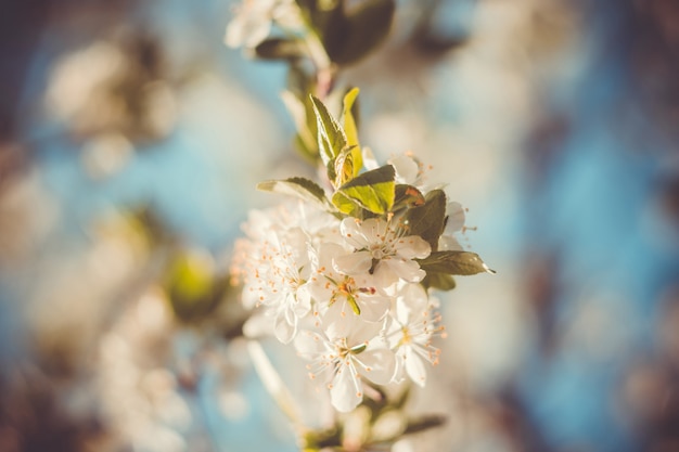 Árboles florecientes de primavera blanca retro