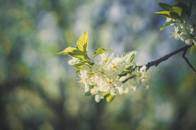 Árboles florecientes de primavera blanca retro