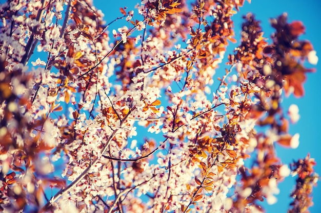 Árboles florecientes de primavera en el fondo del cielo. Enfoque selectivo.