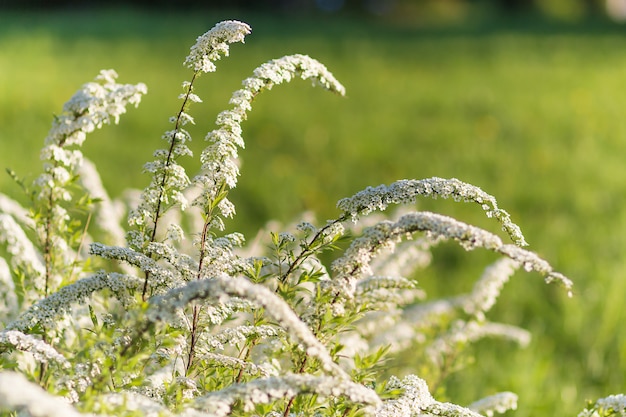 Árboles florecientes de spiraea