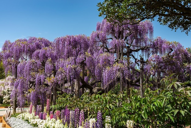 Árboles de flores de glicinia y Lupinus y múltiples tipos de flores en los días soleados de primavera