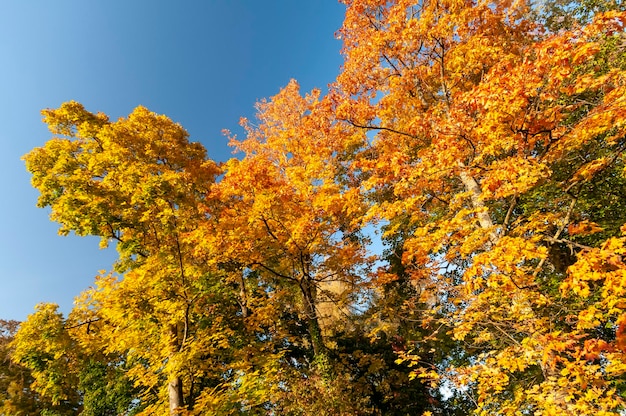 Árboles de follaje amarillo Zurich Suiza