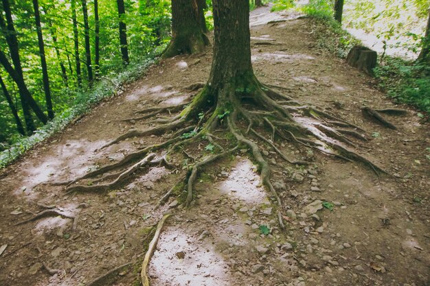Árboles forestales con grandes raíces fuertes.