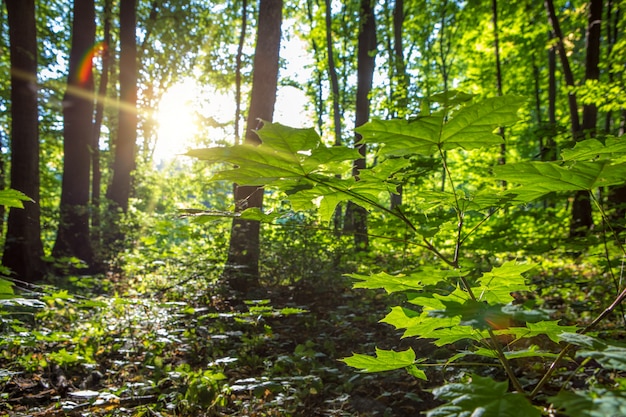 Árboles forestales. luz del sol de madera verde de la naturaleza