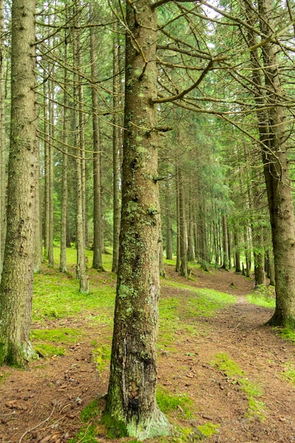 Árboles forestales en las montañas de Bucegi, Rumania, hermoso día de primavera