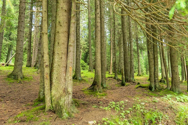 Árboles forestales en las montañas de Bucegi, Rumania, hermoso día de primavera