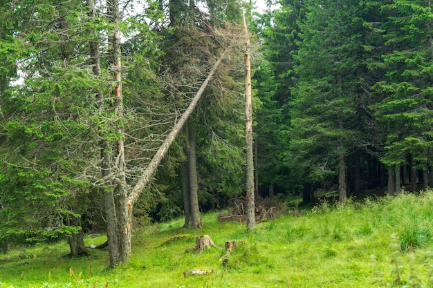 Árboles forestales en las montañas de Bucegi, Rumania, hermoso día de primavera