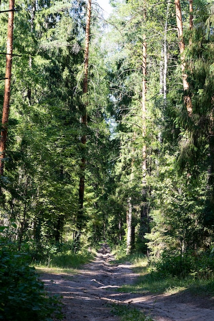 Árboles forestales. naturaleza madera verde luz del sol fondos, verano