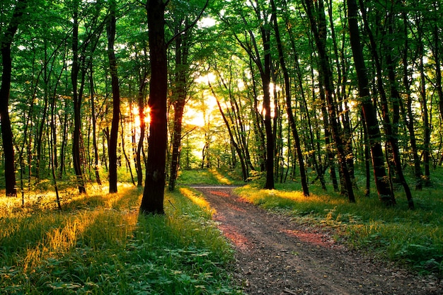 Árboles forestales. naturaleza madera verde luz del sol fondos.