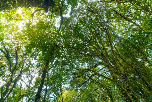 Árboles forestales. naturaleza madera verde luz solar y cielo