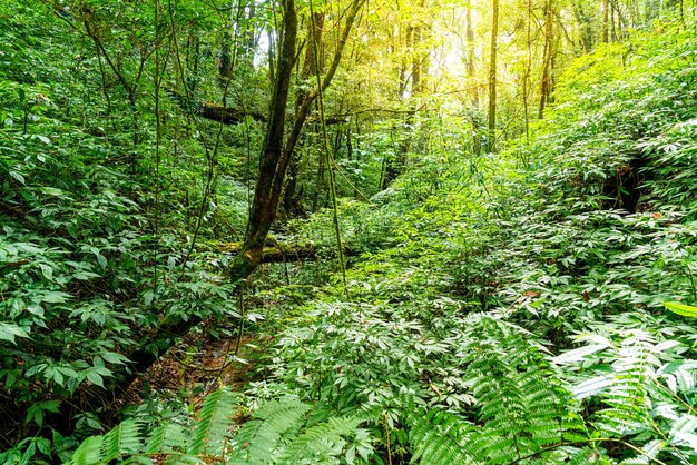 Árboles forestales. naturaleza madera verde luz solar y cielo