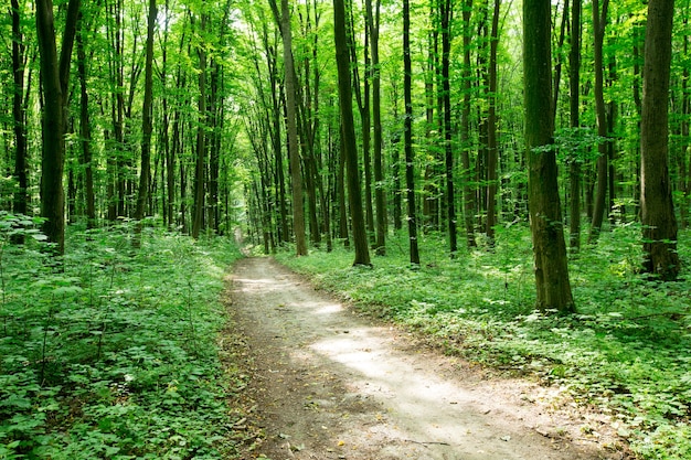 Árboles forestales. naturaleza madera verde luz solar